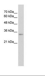 ALY / THOC4 Antibody - HepG2 Cell Lysate.  This image was taken for the unconjugated form of this product. Other forms have not been tested.