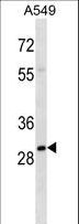 ALY / THOC4 Antibody - THOC4 Antibody western blot of A549 cell line lysates (35 ug/lane). The THOC4 antibody detected the THOC4 protein (arrow).