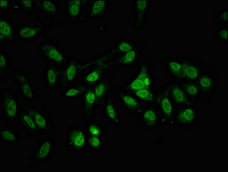 ALY / THOC4 Antibody - Immunofluorescent analysis of Hela cells at a dilution of 1:100 and Alexa Fluor 488-congugated AffiniPure Goat Anti-Rabbit IgG(H+L)