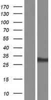 ALY / THOC4 Protein - Western validation with an anti-DDK antibody * L: Control HEK293 lysate R: Over-expression lysate
