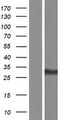 ALY / THOC4 Protein - Western validation with an anti-DDK antibody * L: Control HEK293 lysate R: Over-expression lysate