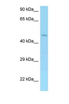 AMACR / P504S Antibody - AMACR antibody Western blot of 721_B Cell lysate. Antibody concentration 1 ug/ml.  This image was taken for the unconjugated form of this product. Other forms have not been tested.