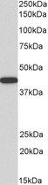 AMACR / P504S Antibody - Antibody (0.5µg/ml) staining of Human Kidney lysate (35µg protein in RIPA buffer). Primary incubation was 1 hour. Detected by chemiluminescence.