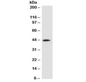 AMACR / P504S Antibody - Western blot testing of human kidney lysate with AMACR antibody (clone 2MACR-1). Predicted molecular weight ~43 kDa.