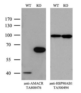 AMACR / P504S Antibody - Equivalent amounts of cell lysates  and AMACR-Knockout Hela cells  were separated by SDS-PAGE and immunoblotted with anti-AMACR monoclonal antibodyThen the blotted membrane was stripped and reprobed with anti-HSP90AB1 antibody  as a loading control. (1:500)