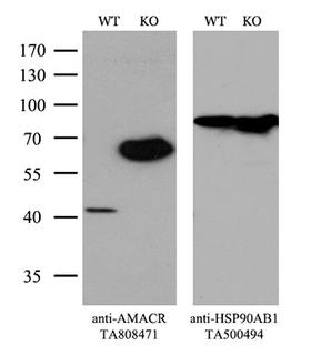 AMACR / P504S Antibody - Equivalent amounts of cell lysates  and AMACR-Knockout Hela cells  were separated by SDS-PAGE and immunoblotted with anti-AMACR monoclonal antibodyThen the blotted membrane was stripped and reprobed with anti-HSP90AB1 antibody  as a loading control. (1:500)
