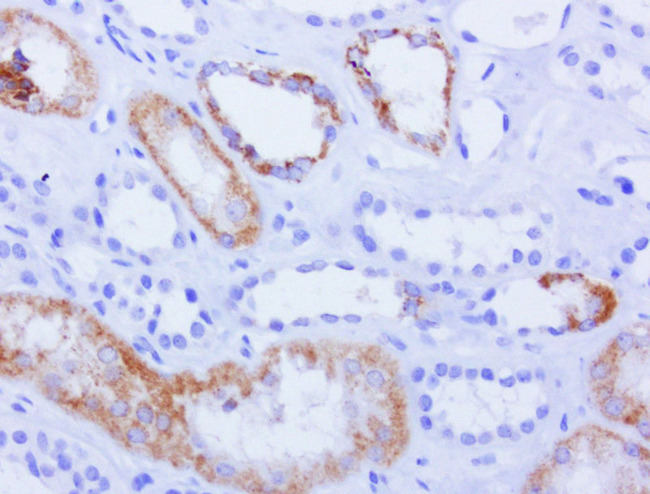 AMACR / P504S Antibody - Immunohistochemical staining of paraffin-embedded of human kidney using anti-AMACR clone UMAB68 mouse monoclonal antibody at 1:200 dilution of 1.0mg/mL using Polink2 Broad HRP DAB detection kit.requires heat-induced epitope retrieval with Citrate pH6.0 in a pressure chamber/cooker high 3min. The image shows strong cytoplsamic staining in the kidney tubual cells.