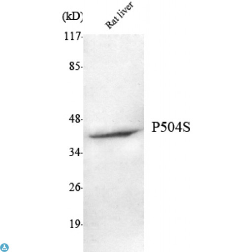 AMACR / P504S Antibody - Western Blot (WB) analysis using P504S Monoclonal Antibody against rat liver lysate.