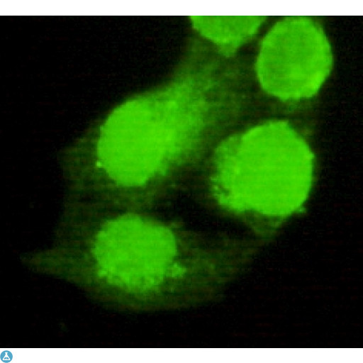 AMACR / P504S Antibody - Immunofluorescence (IF) analysis of HeLa cells using P504S Monoclonal Antibody.