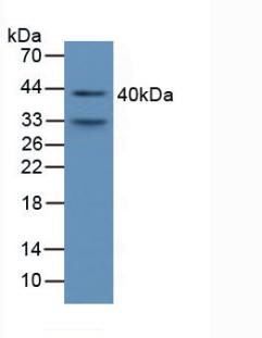 AMBP  Antibody - Western Blot; Sample: Mouse Serum.