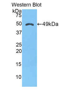 AMBP  Antibody - Western blot of AMBP / Bikunin antibody.