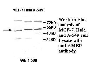 AMBP  Antibody