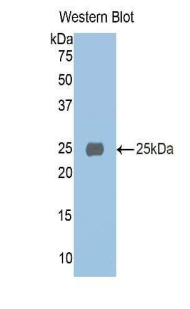 AMBP  Antibody - Western blot of recombinant Bikunin / AMBP.  This image was taken for the unconjugated form of this product. Other forms have not been tested.