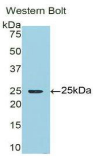 AMBP  Antibody - Western blot of recombinant Bikunin / AMBP.  This image was taken for the unconjugated form of this product. Other forms have not been tested.