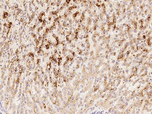 AMBP  Antibody - Immunochemical staining of human A1pha-1-microglobulin in human liver with mouse monoclonal antibody at 1:60 dilution, formalin-fixed paraffin embedded sections.