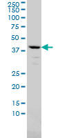 AMBP  Antibody - Western blot of AMBP expression in A-549 cell lysate.