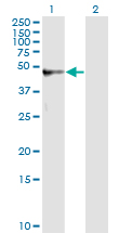 AMBP  Antibody - Western blot of AMBP expression in transfected 293T cell line by AMBP antibody.