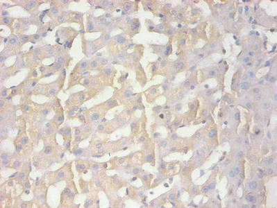 AMBP  Antibody - Immunohistochemical of paraffin-embedded human liver tissue using AMBP Monoclonal Antibody at dilution of 1:200