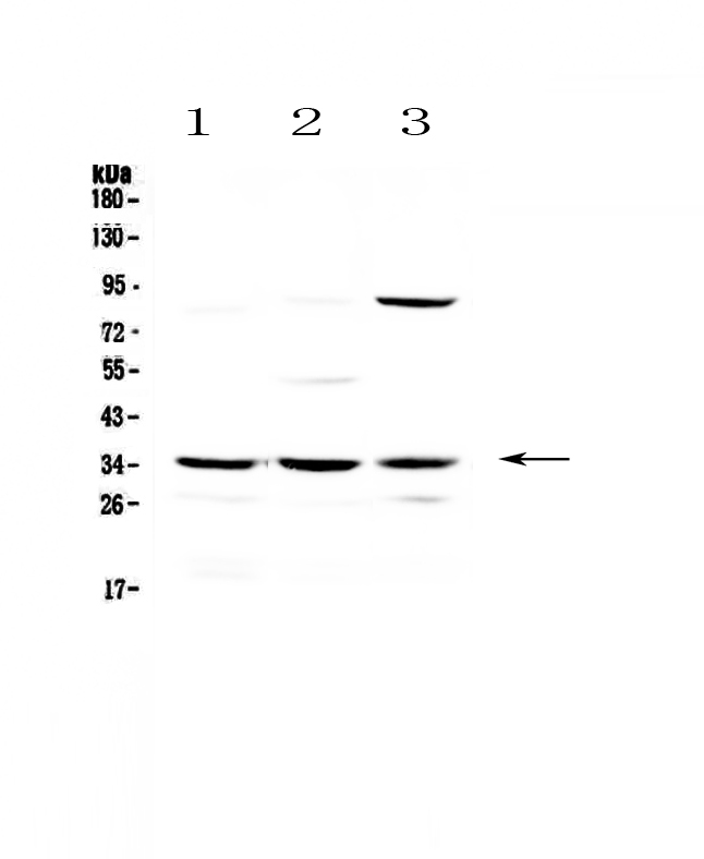 AMBP  Antibody - Western blot - Anti-Alpha 1 microglobulin Picoband antibody