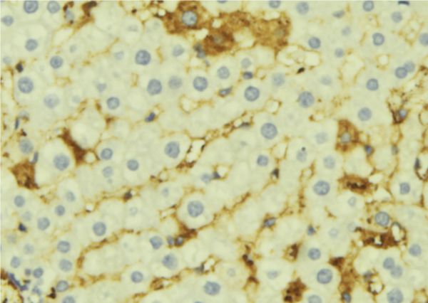AMBP  Antibody - 1:100 staining mouse liver tissue by IHC-P. The sample was formaldehyde fixed and a heat mediated antigen retrieval step in citrate buffer was performed. The sample was then blocked and incubated with the antibody for 1.5 hours at 22°C. An HRP conjugated goat anti-rabbit antibody was used as the secondary.
