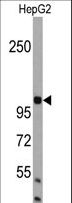 AMBRA1 Antibody - Western blot of AMBRA1 Antibody in HepG2 cell line lysates (35 ug/lane). AMBRA1(arrow) was detected using the purified antibody.