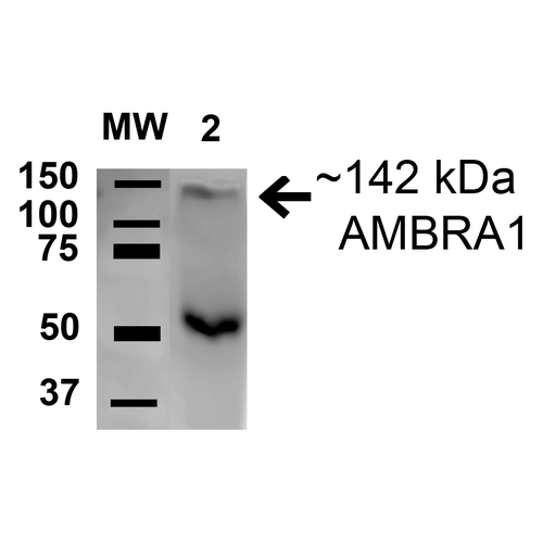 AMBRA1 Antibody - Western blot analysis of Rat Brain cell lysates showing detection of 142.5 kDa AMBRA1 protein using Rabbit Anti-AMBRA1 Polyclonal Antibody. Lane 1: Molecular Weight Ladder (MW). Lane 2: Rat Brain cell lysates. Load: 15 µg. Block: 5% Skim Milk in 1X TBST. Primary Antibody: Rabbit Anti-AMBRA1 Polyclonal Antibody  at 1:1000 for 1 hour at RT. Secondary Antibody: Goat Anti-Rabbit HRP at 1:2000 for 60 min at RT. Color Development: ECL solution for 6 min in RT. Predicted/Observed Size: 142.5 kDa. Other Band(s): 50 kDa.