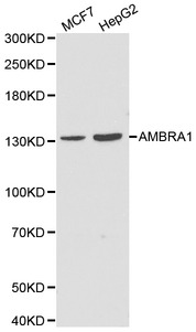 AMBRA1 Antibody - Western blot of AMBRA1 pAb in extracts from MCF7 and HepG2 cells.