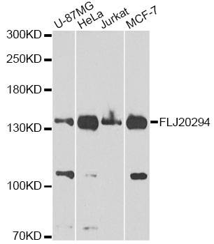 AMBRA1 Antibody - Western blot analysis of extracts of various cell lines, using FLJ20294 antibody at 1:1000 dilution. The secondary antibody used was an HRP Goat Anti-Rabbit IgG (H+L) at 1:10000 dilution. Lysates were loaded 25ug per lane and 3% nonfat dry milk in TBST was used for blocking. An ECL Kit was used for detection and the exposure time was 60s.