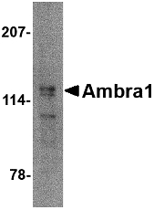 AMBRA1 Antibody - Western blot of Ambra1 in mouse brain tissue lysate with Ambra1 antibody at 2 ug/ml.
