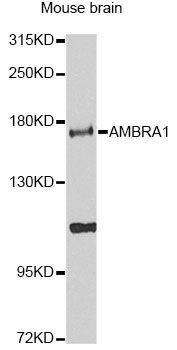 AMBRA1 Antibody - Western blot analysis of extracts of mouse brain, using AMBRA1 Antibody at 1:1000 dilution. The secondary antibody used was an HRP Goat Anti-Rabbit IgG (H+L) at 1:10000 dilution. Lysates were loaded 25ug per lane and 3% nonfat dry milk in TBST was used for blocking. An ECL Kit was used for detection and the exposure time was 90s.
