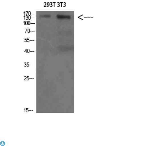 AMBRA1 Antibody - Western Blot (WB) analysis of 293T 3T3 cells using AMBRA1 Polyclonal Antibody diluted at 1:500.