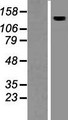 AMBRA1 Protein - Western validation with an anti-DDK antibody * L: Control HEK293 lysate R: Over-expression lysate