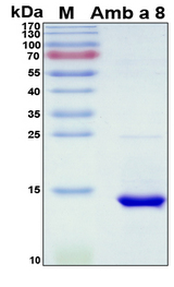 Amb a 8 Protein - SDS-PAGE under reducing conditions and visualized by Coomassie blue staining