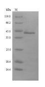 PLY1 / Pectate lyase 1 Protein - (Tris-Glycine gel) Discontinuous SDS-PAGE (reduced) with 5% enrichment gel and 15% separation gel.