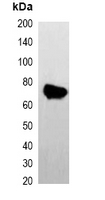 AmCyan Tag Antibody - Western blot analysis of over-expressed AmCyan-tagged protein in 293T cell lysate.