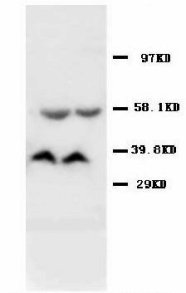 AMD / AMD1 Antibody -  This image was taken for the unconjugated form of this product. Other forms have not been tested.
