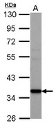 AMD / AMD1 Antibody - Sample (30 ug of whole cell lysate) A: A431 10% SDS PAGE AMD1 antibody diluted at 1:1000