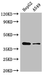 AMD / AMD1 Antibody - Positive WB detected in:HepG2 whole cell lysate,A549 whole cell lysate;All lanes:AMD1 antibody at 2.5?g/ml;Secondary;Goat polyclonal to rabbit IgG at 1/50000 dilution;Predicted band size: 39,22 KDa;Observed band size: 39 KDa;