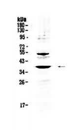 AMD / AMD1 Antibody - Western blot - Anti-AMD1/Adometdc Antibody