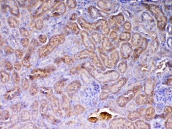 AMD / AMD1 Antibody - IHC testing of FFPE mouse kidney tissue with AMD1 antibody at 1ug/ml. Required HIER: steam section in pH6 citrate buffer for 20 min and allow to cool prior to testing.