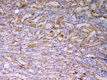 AMD / AMD1 Antibody - IHC testing of FFPE rat kidney tissue with AMD1 antibody at 1ug/ml. Required HIER: steam section in pH6 citrate buffer for 20 min and allow to cool prior to testing.