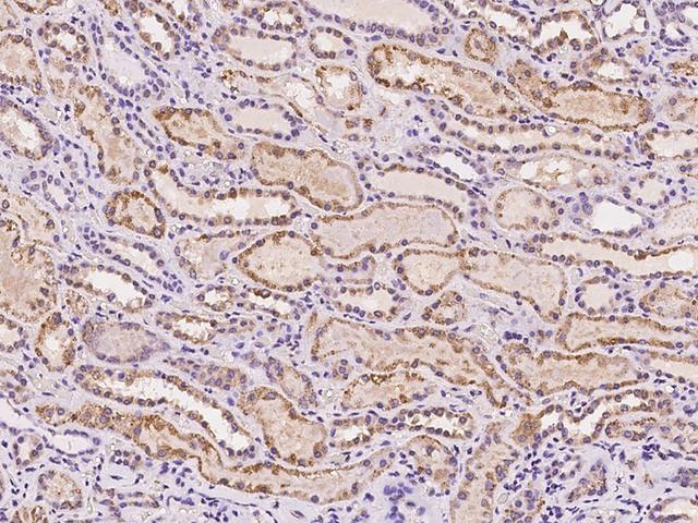 AMD / AMD1 Antibody - Immunochemical staining of human AMD1 in human kidney with rabbit polyclonal antibody at 1:100 dilution, formalin-fixed paraffin embedded sections.