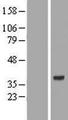 AMD / AMD1 Protein - Western validation with an anti-DDK antibody * L: Control HEK293 lysate R: Over-expression lysate