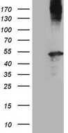 AMDHD1 Antibody - HEK293T cells were transfected with the pCMV6-ENTRY control. (Left lane) or pCMV6-ENTRY AMDHD1. (Right lane) cDNA for 48 hrs and lysed. Equivalent amounts of cell lysates. (5 ug per lane) were separated by SDS-PAGE and immunoblotted with anti-AMDHD1. (1:2000)