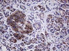 AMDHD1 Antibody - Immunohistochemical staining of paraffin-embedded Human pancreas tissue within the normal limits using anti-AMDHD1 mouse monoclonal antibody. (Heat-induced epitope retrieval by 1mM EDTA in 10mM Tris buffer. (pH8.5) at 120°C for 3 min. (1:500)