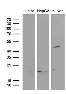 AMDHD1 Antibody - Western blot analysis of extracts. (35ug) from 2 different cell lines and human liver tissue lysate by using anti-AMDHD1 monoclonal antibody. (1:500)