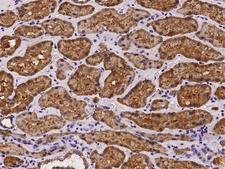 AMDHD1 Antibody - Immunochemical staining of human AMDHD1 in human kidney with rabbit polyclonal antibody at 1:100 dilution, formalin-fixed paraffin embedded sections.