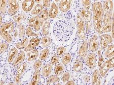 AMDHD2 Antibody - Immunochemical staining of human AMDHD2 in human kidney with rabbit polyclonal antibody at 1:1000 dilution, formalin-fixed paraffin embedded sections.