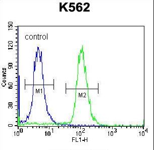 AMELX Antibody - AMELX Antibody flow cytometry of K562 cells (right histogram) compared to a negative control cell (left histogram). FITC-conjugated donkey-anti-rabbit secondary antibodies were used for the analysis.