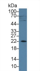 AMELX Antibody - Western Blot; Sample: Human Jurkat cell lysate; Primary Ab: 3µg/ml Rabbit Anti-Human AMELX Antibody Second Ab: 0.2µg/mL HRP-Linked Caprine Anti-Rabbit IgG Polyclonal Antibody